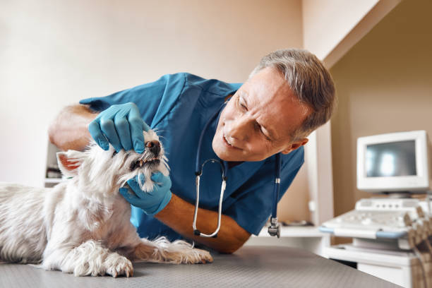 Best 24-Hour Emergency Dental Care in Bayville, NY